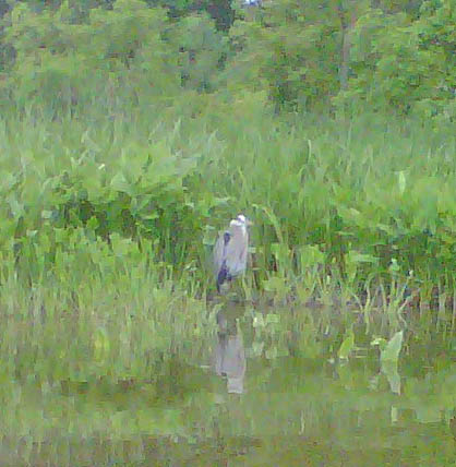 Heron in the Dyke Marsh